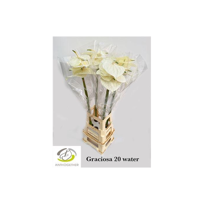 <h4>Anth A Graciosa</h4>