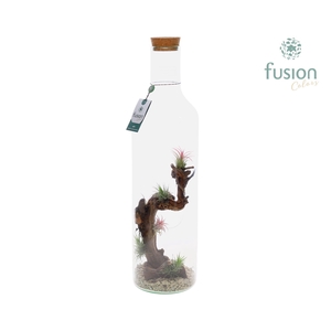 Green Bottle Fles XLarge met Tillandsia Air plants