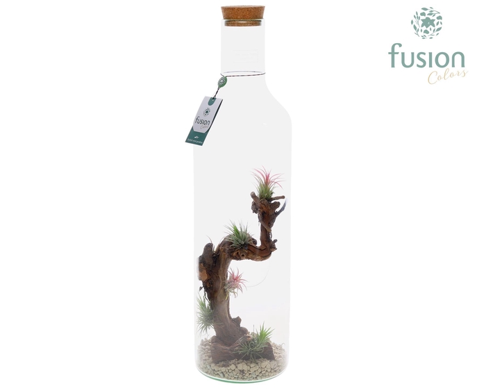 <h4>Green Bottle Fles XLarge met Tillandsia Air plants</h4>