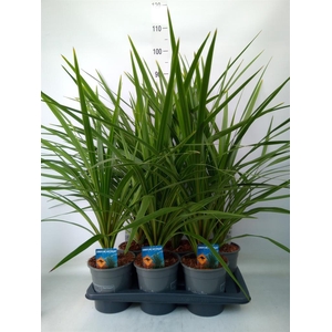 Cordyline indivisa 'Peko'