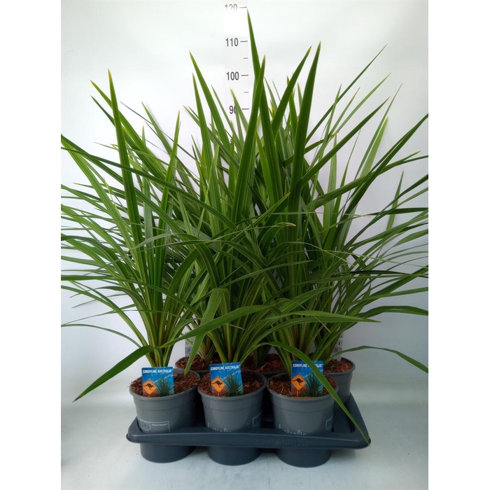 <h4>Cordyline indivisa 'Peko'</h4>