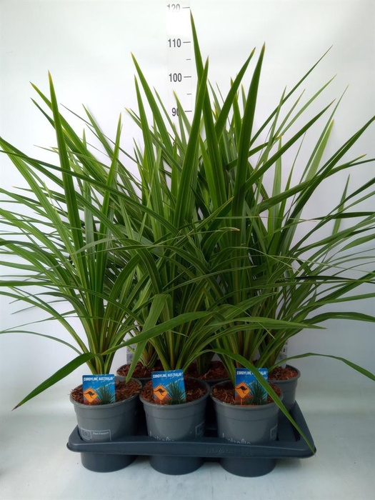 Cordyline indivisa 'Peko'