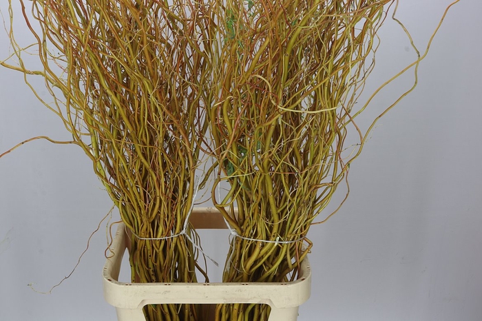 <h4>Salix Golden Curls</h4>