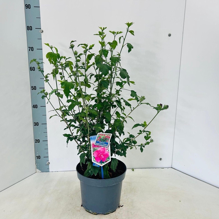 <h4>Hibiscus syriacus</h4>