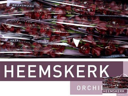 <h4>Cymb T Flameflor</h4>