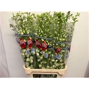 Delph Du Guardian White