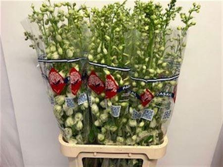 <h4>Delph Du Guard White</h4>