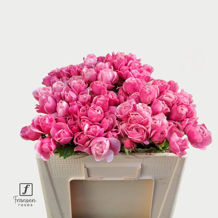 <h4>R TR Silva pink 50cm</h4>