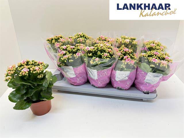 <h4>KAL GE PERFECTA PINK</h4>