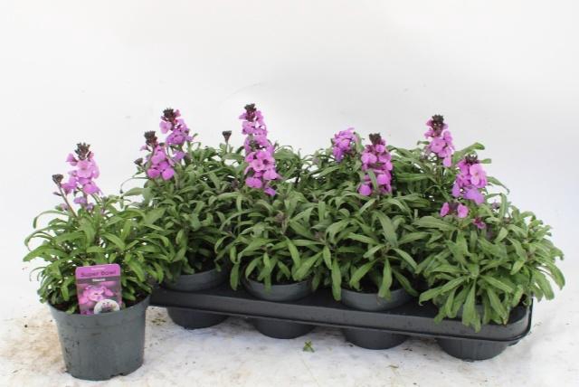 <h4>ERYS BOWLES MAUVE</h4>