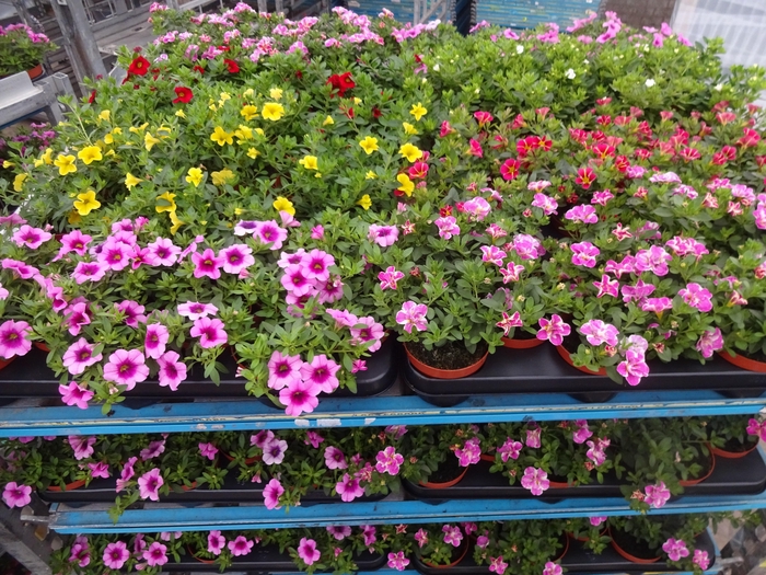 <h4>PET MINIFAMOUS MIXK</h4>