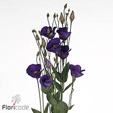 Lisianthus si piccolo violet