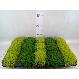 Soleirolia soleirolii   ...mix 2