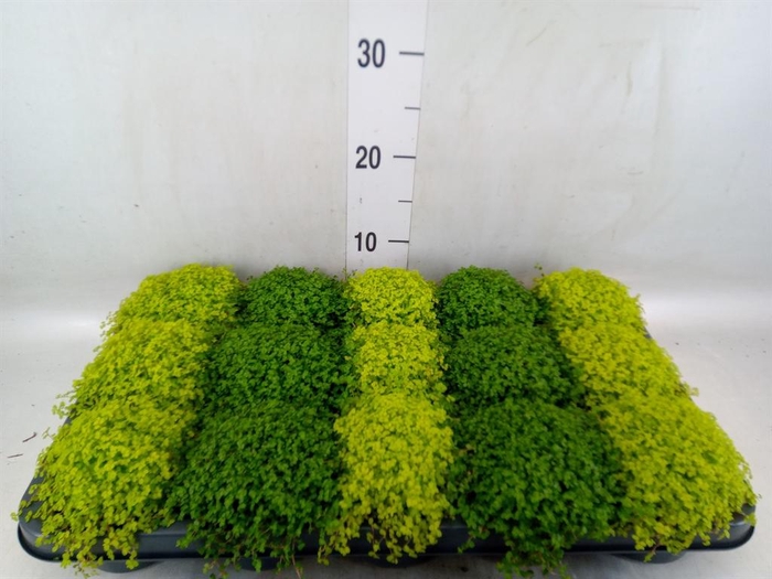 <h4>Soleirolia soleirolii   ...mix 2</h4>