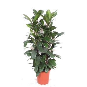 Ficus Cyathistipula 2pp