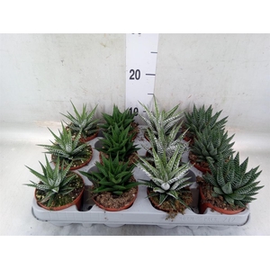 Haworthia   ...mix