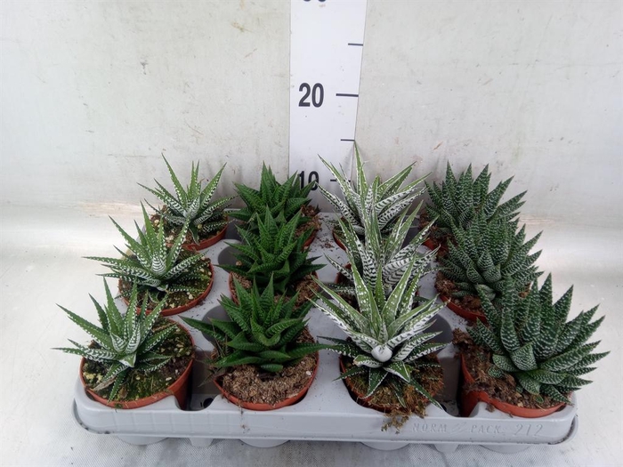 <h4>Haworthia   ...mix</h4>