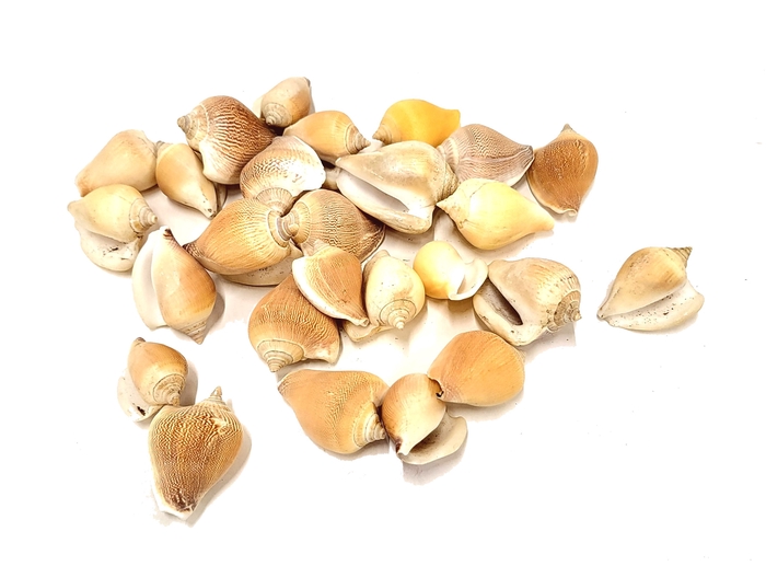Shell Anviranjan1 kg in poly