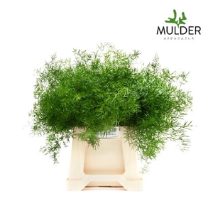 Snijgroen Asp Dens Sprengeri 60cm