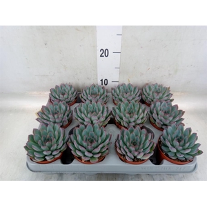 Echeveria  'Apus'