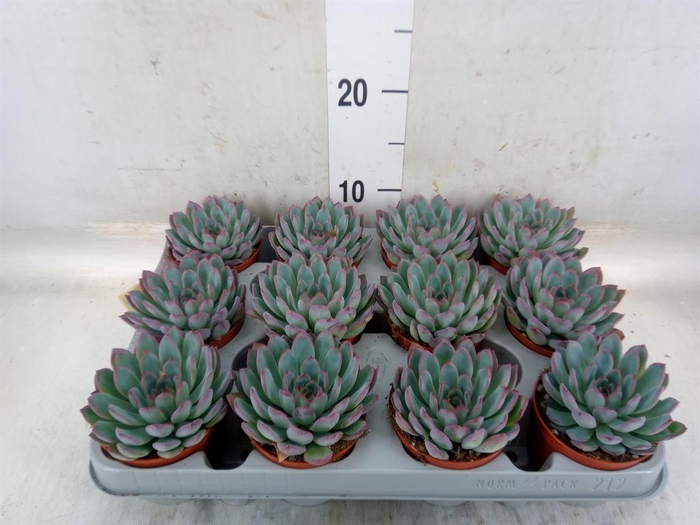 <h4>Echeveria  'Apus'</h4>