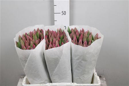 <h4>Tu En Barcelona</h4>