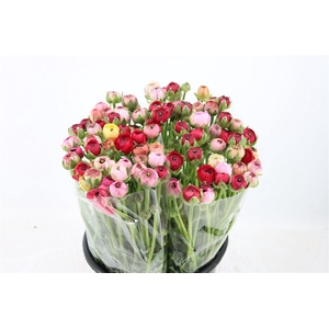 Ran Elegance Cappucino Mix