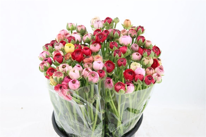 Ran Elegance Cappucino Mix