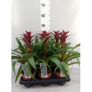 Guzmania  'Nextara'