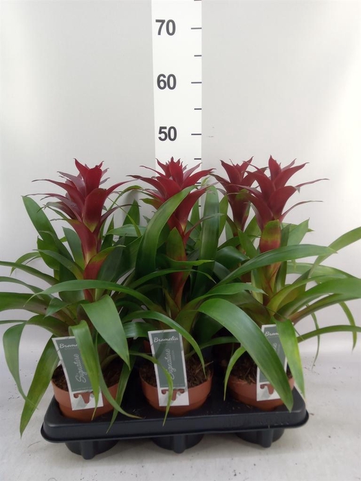 <h4>Guzmania  'Nextara'</h4>