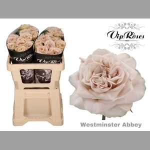 R GR WMINSTER ABBEY! x20