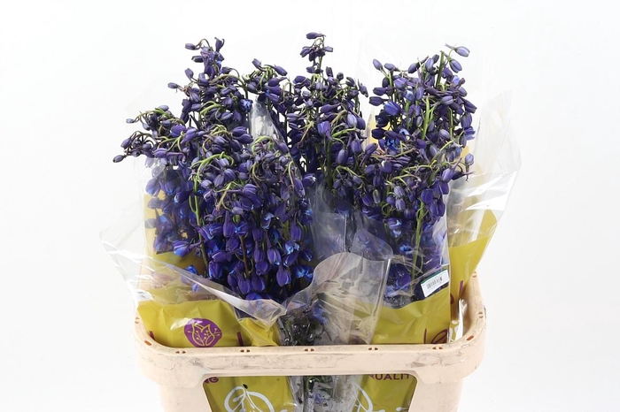 <h4>Delph Sea Waltz</h4>