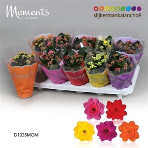 Kalanchoe blossfeldiana gevuld gemengd 5 kleuren