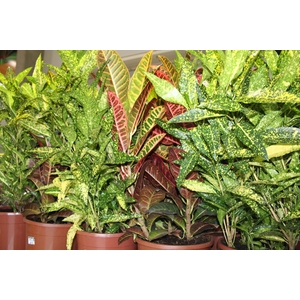 CROTON HIB VARIADO P24