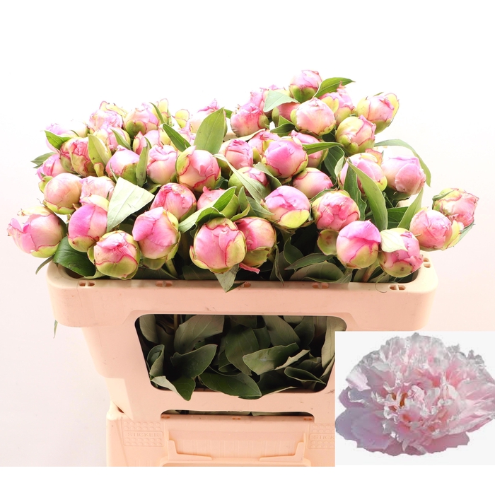 <h4>PAEO L CATH FONTIJN</h4>