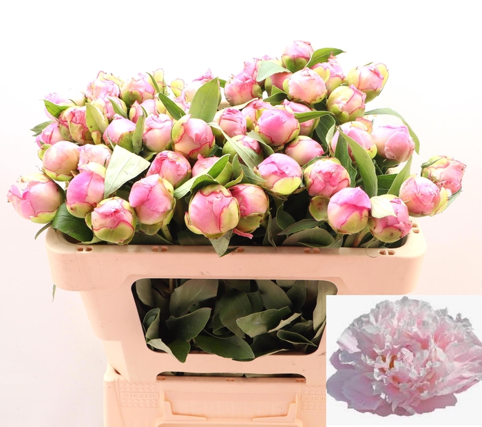 <h4>PAEO L CATH FONTIJN</h4>