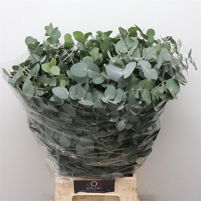 <h4>Euca Cinerea P Stem 50cm (10 Stems Per Bunch)</h4>