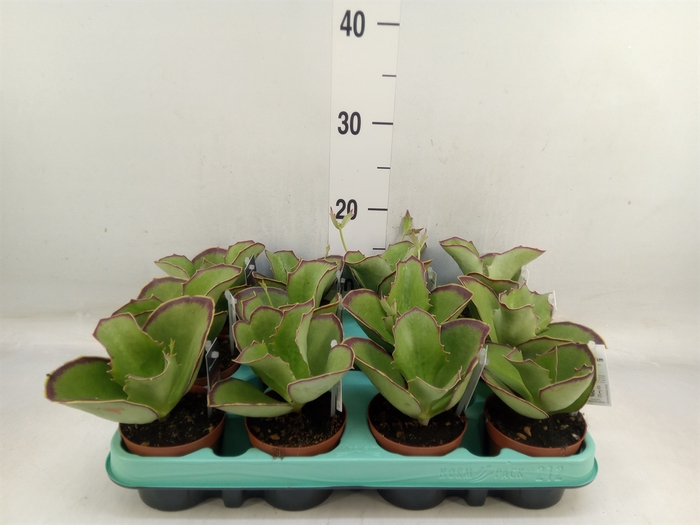 <h4>Kalanchoe NF   ...</h4>