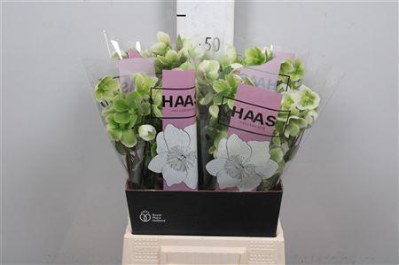 <h4>Hell Magnific Bells</h4>