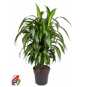 Dracaena fragrans 'Hawaiian Sunshine' (toef)