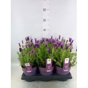 Lavandula stoec. 'Anouk'