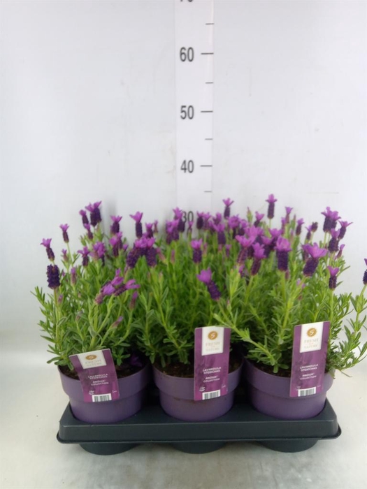 <h4>Lavandula stoec. 'Anouk'</h4>