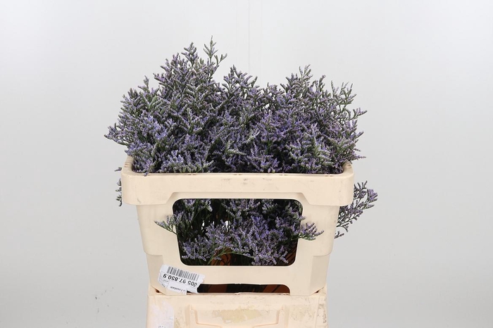 <h4>Lim Ov Skylight</h4>