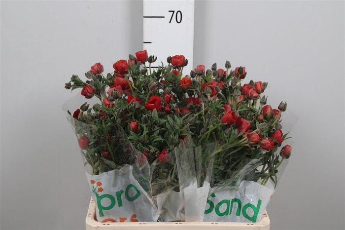 <h4>Ran Magical Tangerine</h4>