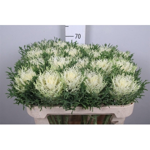 Brass Crane Fea Snow