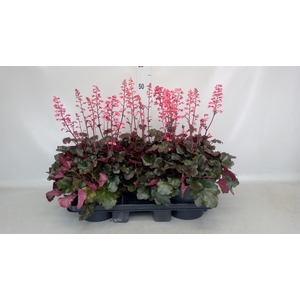 Heuchera  'Paris'