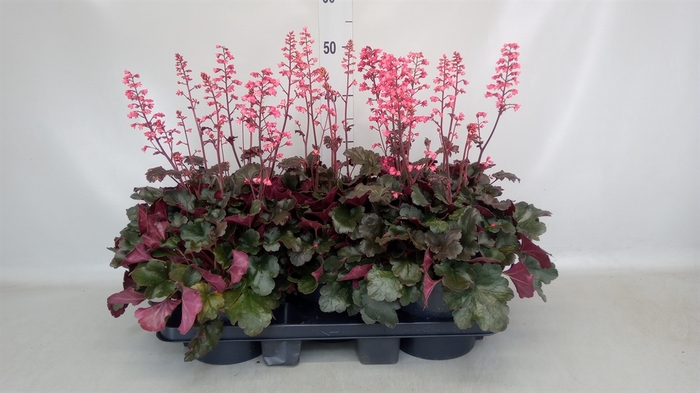 <h4>Heuchera  'Paris'</h4>