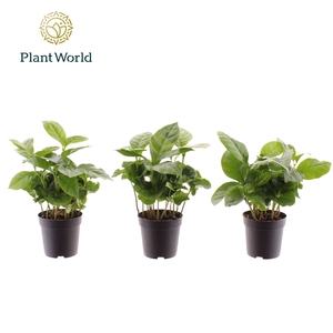 Coffea arabica