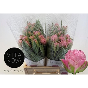 TU DU STRAWBER CREAM