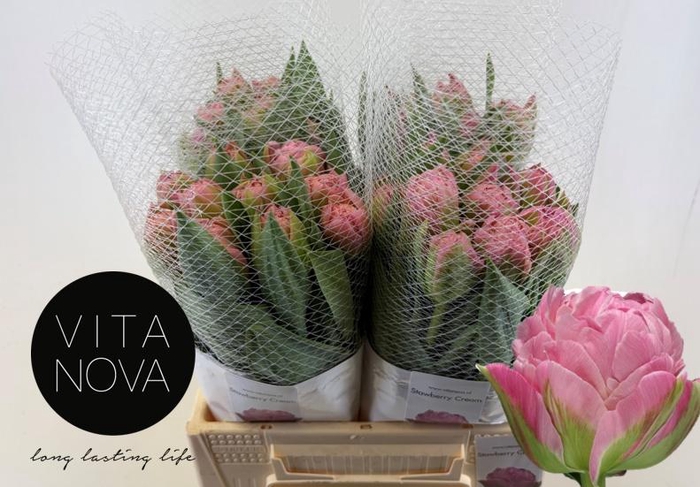 <h4>TU DU STRAWBER CREAM</h4>